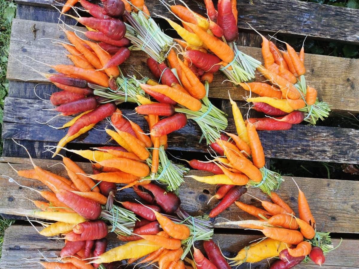 Carottes, carottes, carottes